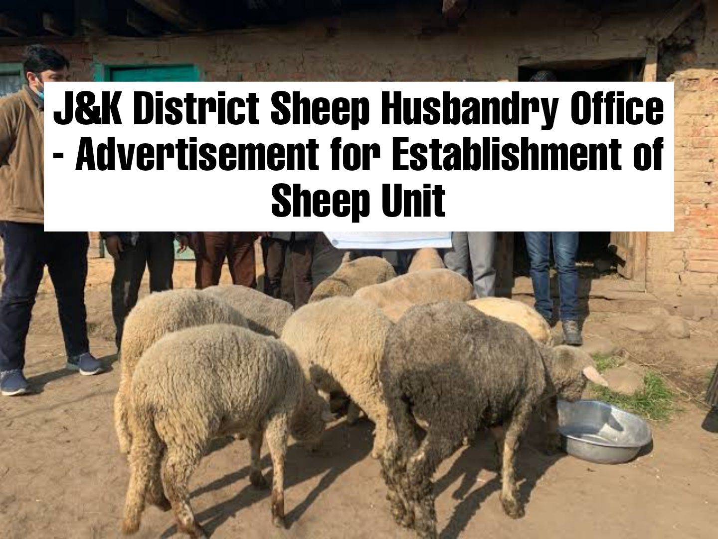 j&k district sheep husbandry office advertisement for esta